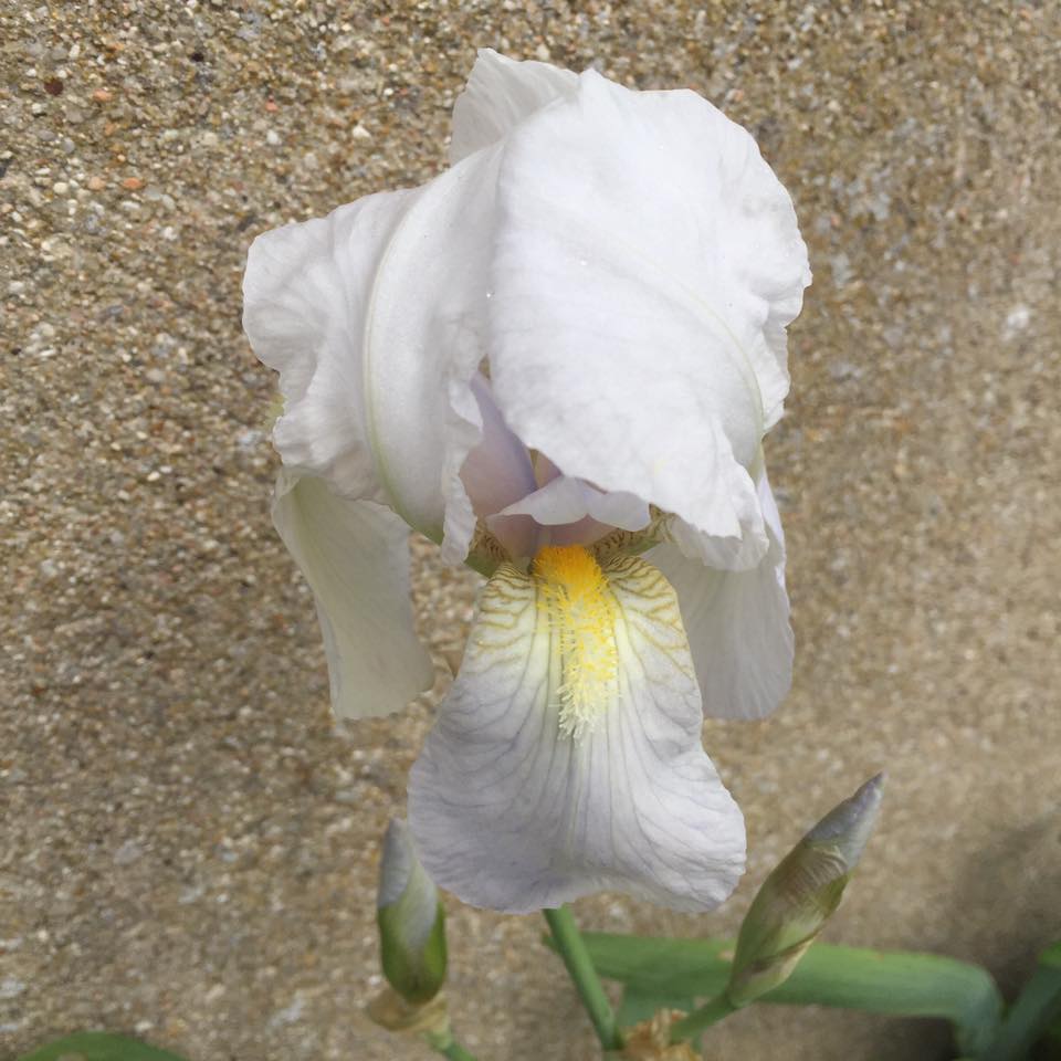 Iris bianco con petali ricadenti e barba gialla
